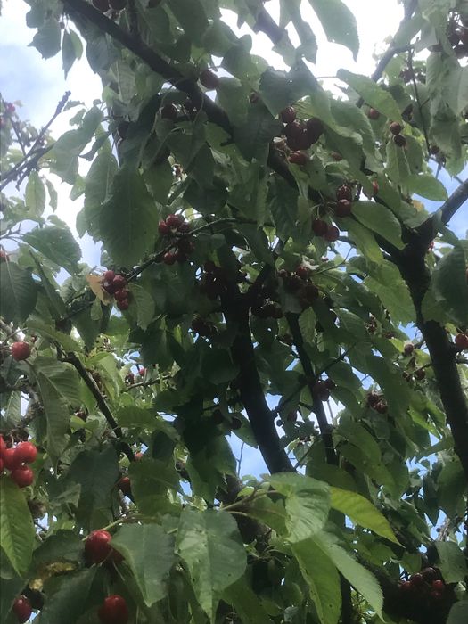 Продава се Парцел в Русе, Алеи Възраждане - 1000 кв.м за 10 €/кв.м - Снимка #4