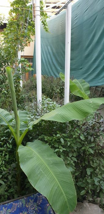 Самгасида! Ижорага Студентлар, угул боларга , (кунлик 15минг) укув ма