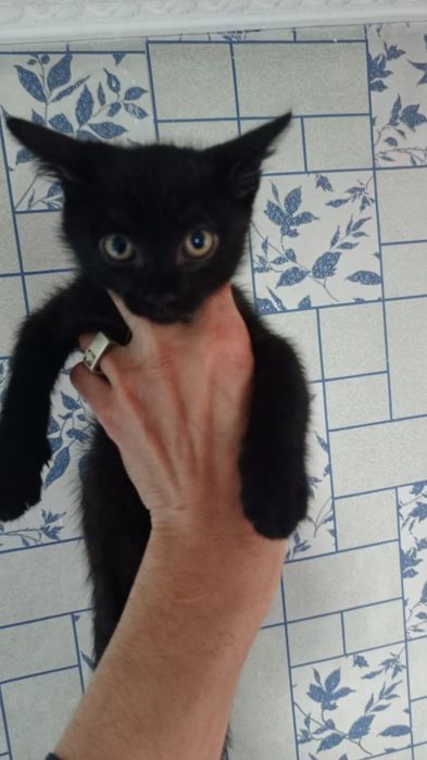 Отдам очаровательных котят!!!