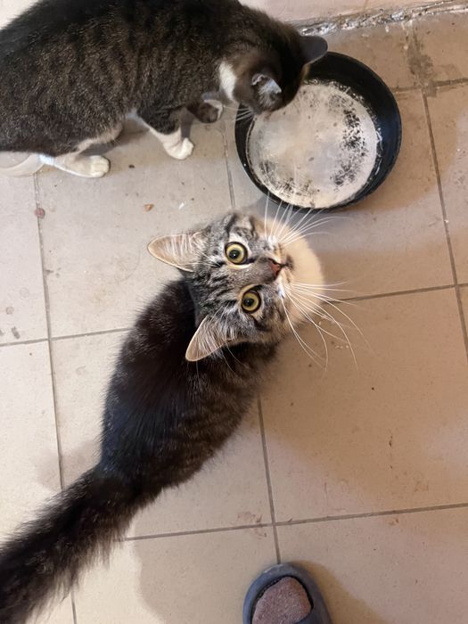 Кот мальчик 8 месяцев