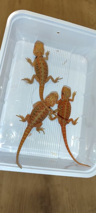 Червена Брадата Агама / Red Pogona vitticeps