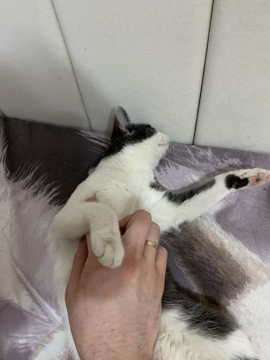 ОБАЛДЕННАЯ кошка ищет дом