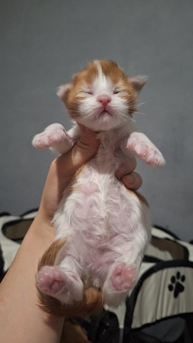 Рассрочка /Мейн куны из питомника бронь