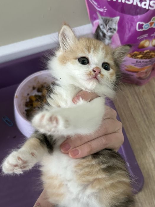 Котенок 1 месячный