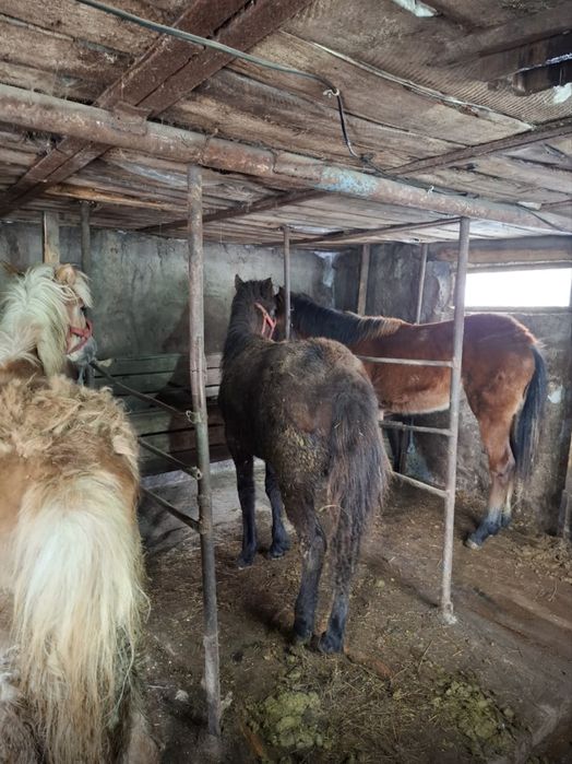 Жылқы сатамын тайлар, үш жасар дөнен