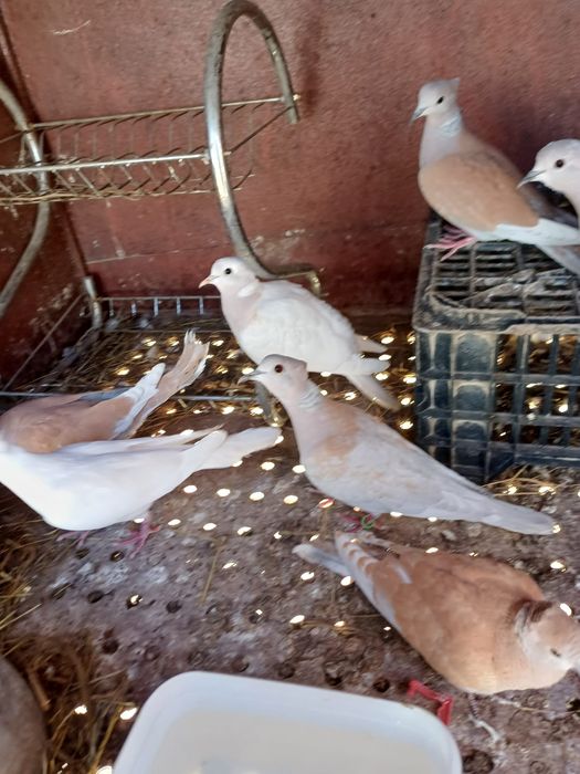 Turturele râzătoare motate