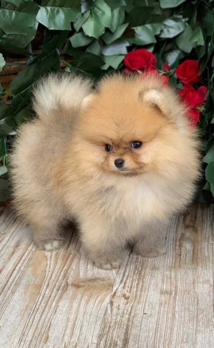 Померан мини baby face