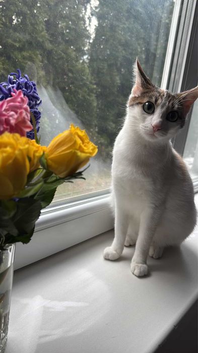 adoptie pisica 10 luni + 3 puiuti