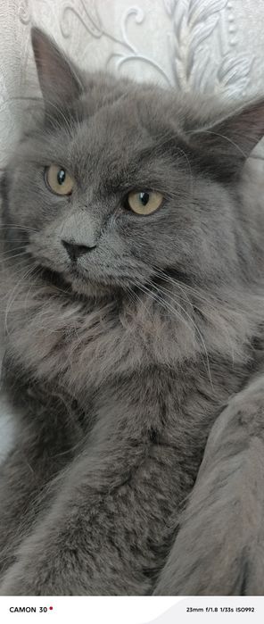 Siberian zotdor mushugi