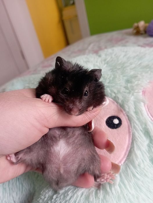 Сирийские хомяки