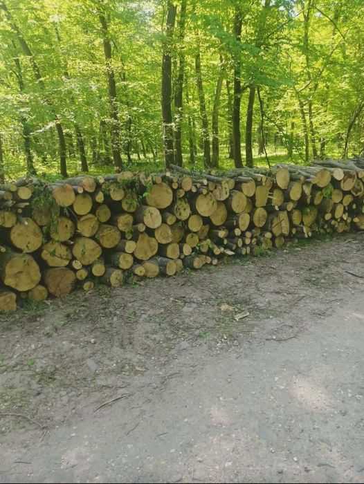 Lemne de foc esenta tare carpen cu stejar