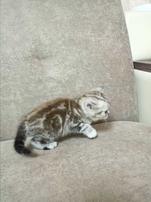 Шотландские котята