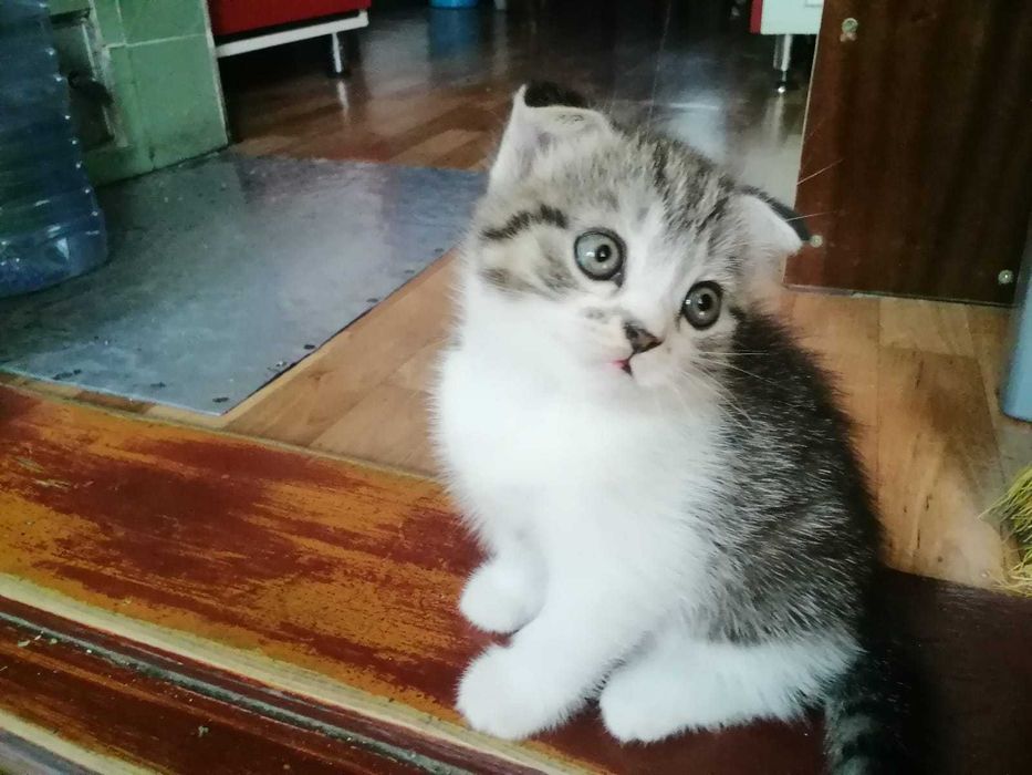 Отдам котят бесплатно
