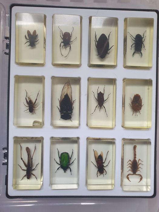 Insectar,insecte in sticla 2 colectii