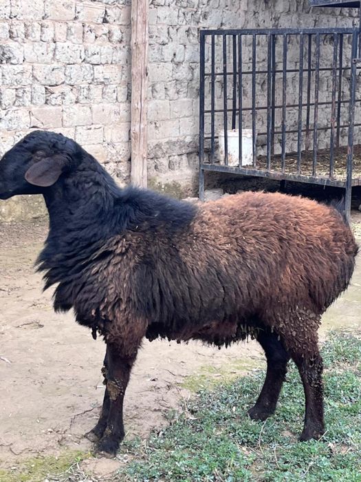 Қойлар қошқарлар сатылады