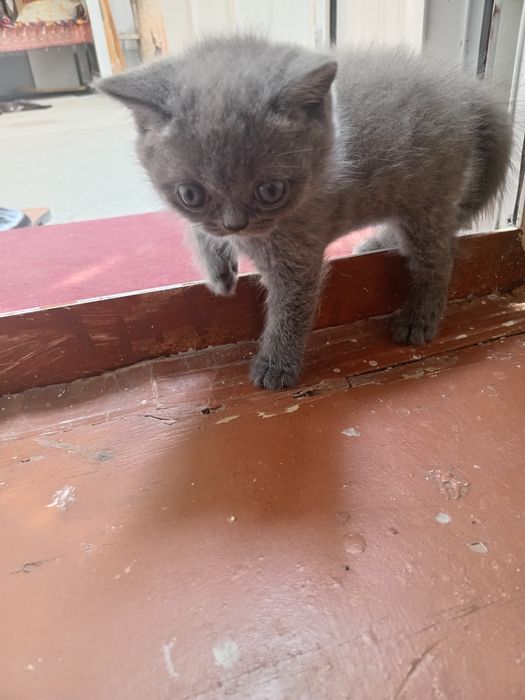 Британ мушукчалар сотиали