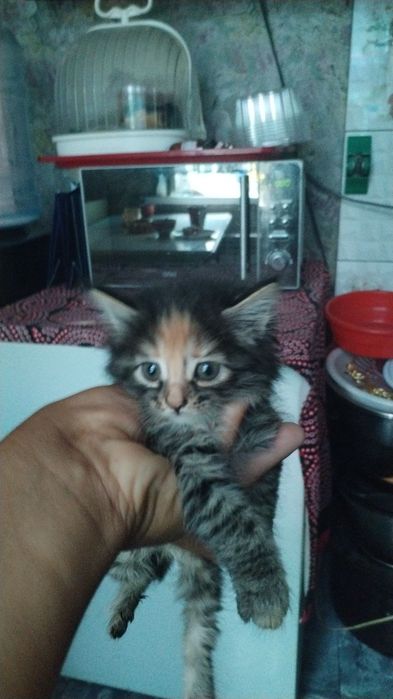 котята даром отдаю