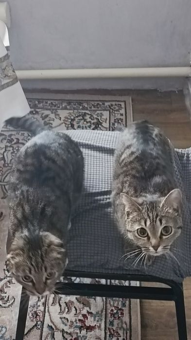 Отдам даром обоих