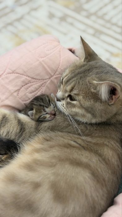 Кошка продам кошку