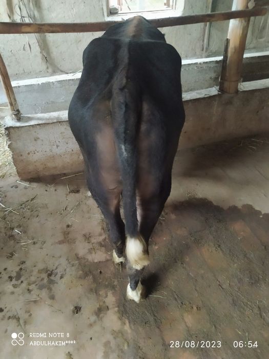 Novochalar sotiladi 10 mlndan