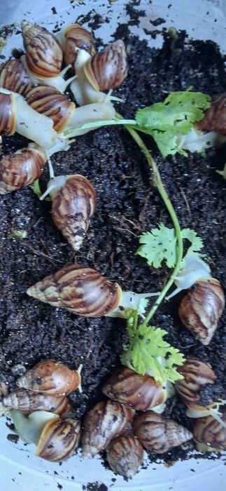 Ulitkalar sotiladi, yuz parvarishi uchun foydali