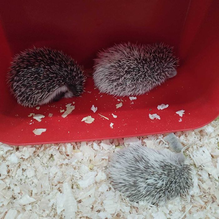 Малки таралежчета