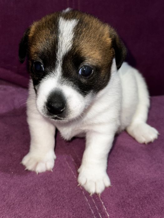 Продается девочка Джек Рассел