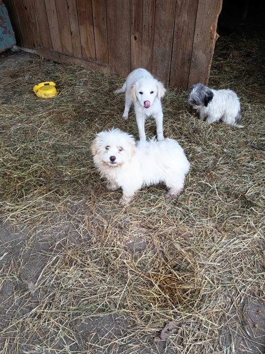 Adopții cățeluși