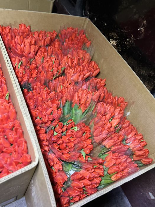 Тюльпаны оптом и в розницу