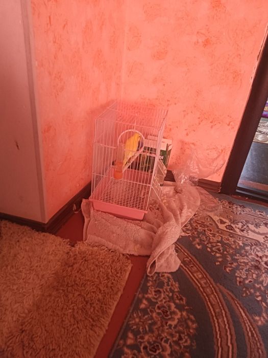 Папугай срочно продам 5000тг