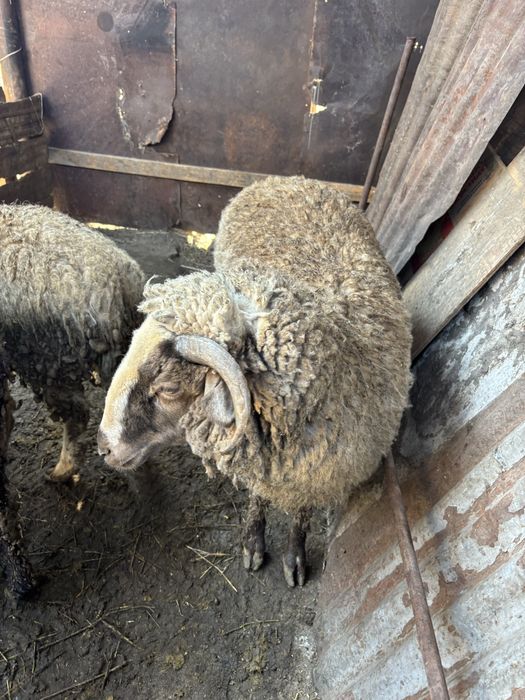 Продам барана