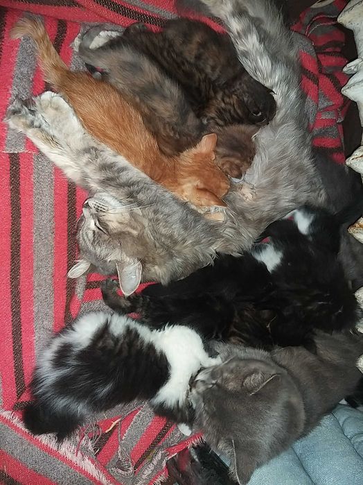 Котята в хорошие руки