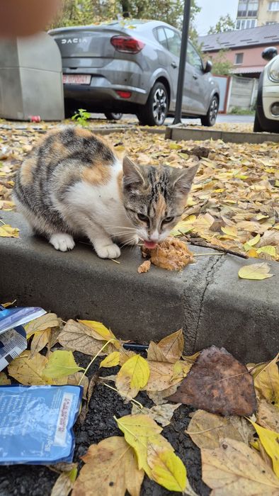Pui pisica calico