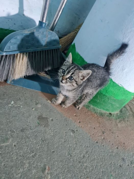 отдам котенка доброму человеку