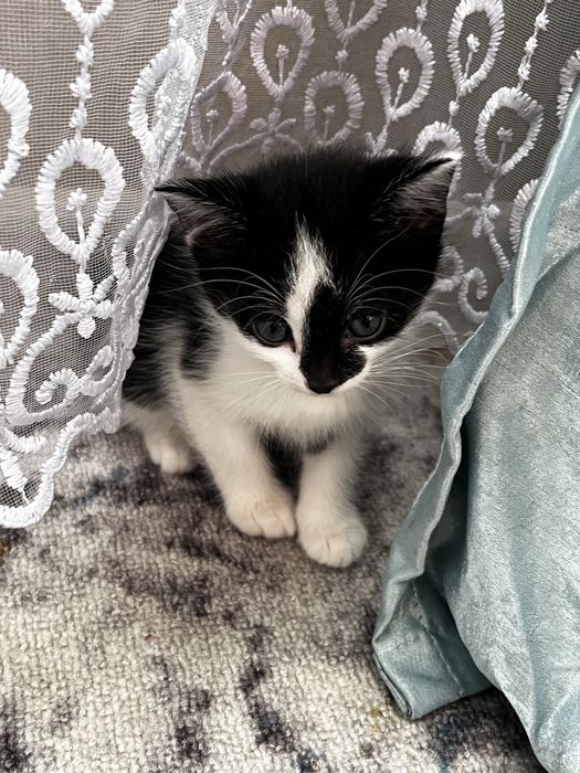 Отдвм котят в хороште руки