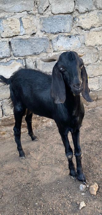 Асыл тұқымды текелер