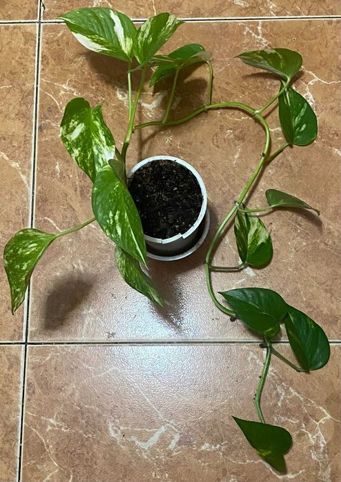 Продавам Сциндапсус – красива падаща зеленина