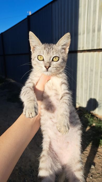Мысық бар өте сүикімді бала мысық 1 айлық мысық кішкентай1 айлық  өте