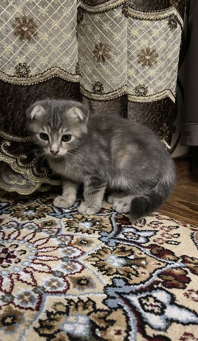 Scottish Fold kulrang mushukcha 600ming kelwamz