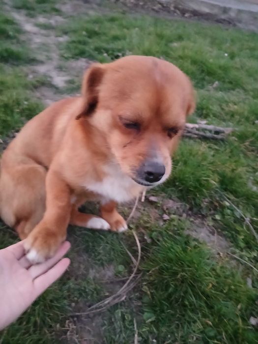 Подарявам мъжко куче