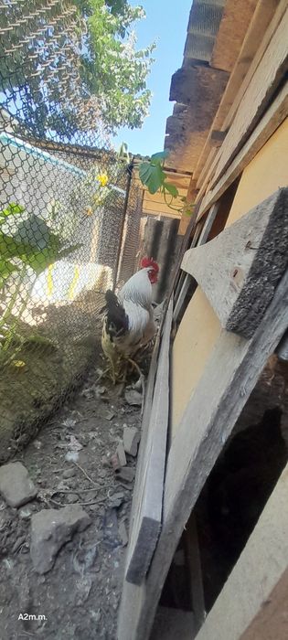 Продам кур и петуха