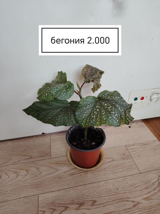 Продаются домашние цветы