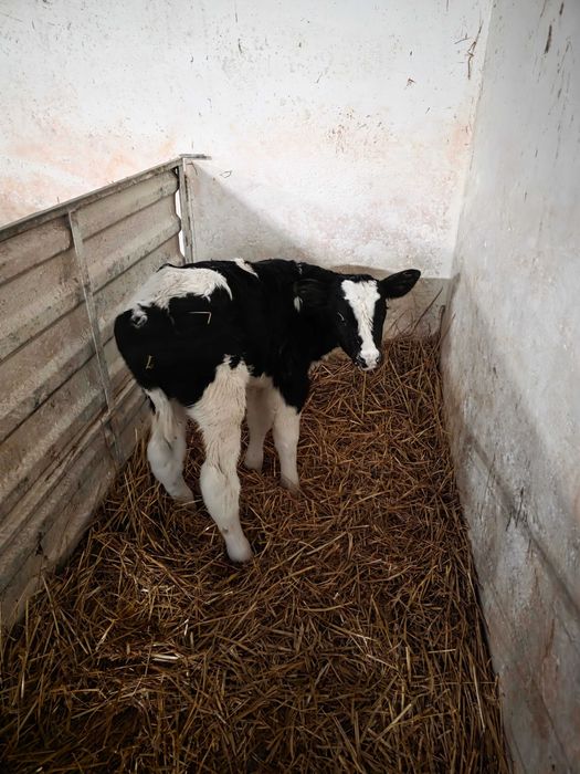 Vand vitei holstein (Bihor)