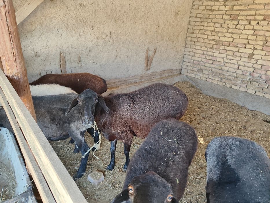 Bogoz qoylar sotiladi