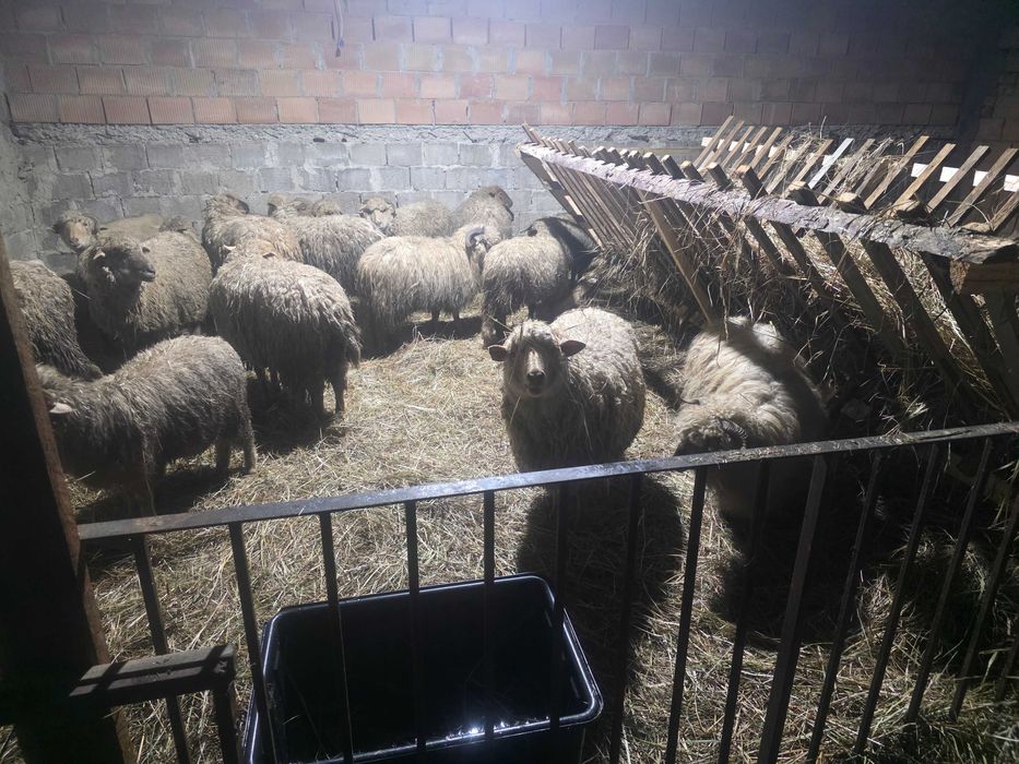 Oi de tinut sun bune de miei