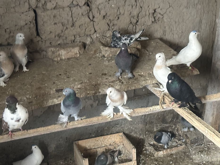 Кептер голубы птица