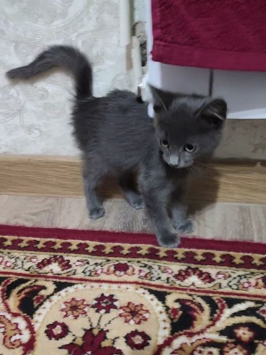 Котенок мальчик, 2.5 месяца