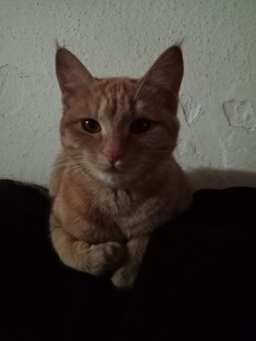 Отдам в хорошие руки