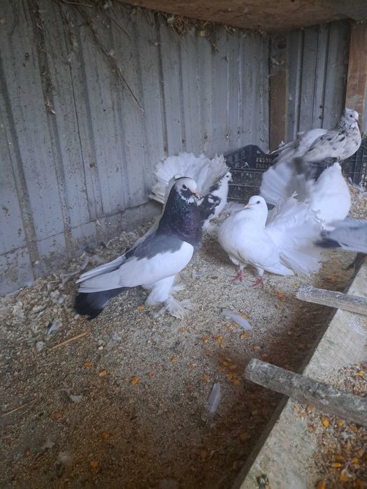 Vand porumbei indieni, rotati,gusati