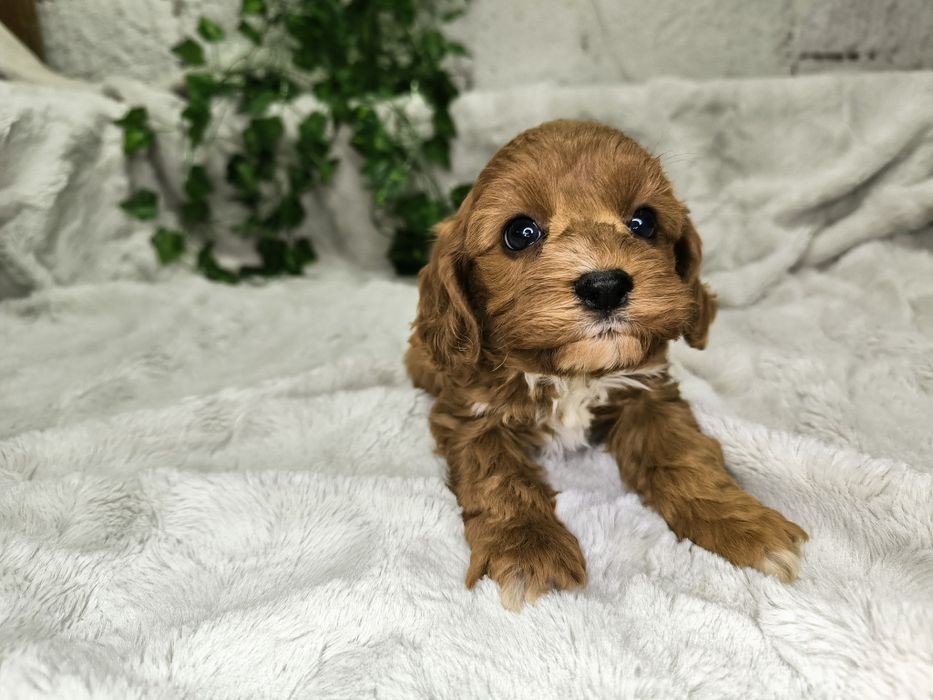 Vand baietel Cavapoo F1